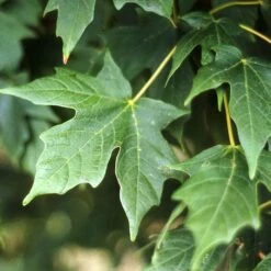 LEGACY® SUGAR MAPLE -Deals Gardenith Store DETA2 5479