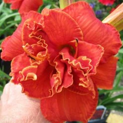 MOSES' FIRE DAYLILY -Deals Gardenith Store DETA2 5496
