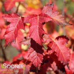 FLAME AMUR MAPLE -Deals Gardenith Store DETA2 55