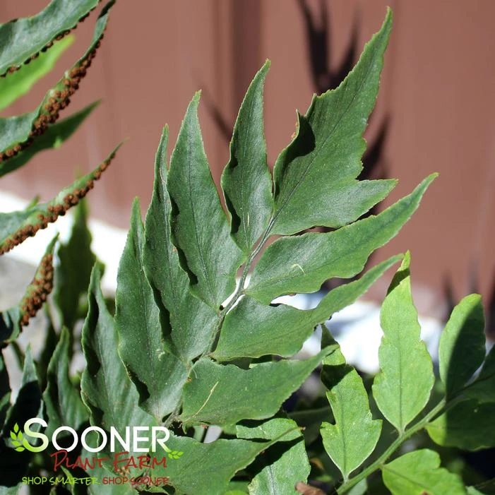 JURASSIC™ STEGOSAURUS JAPANESE HOLLY FERN 1 JURASSIC™ STEGOSAURUS JAPANESE HOLLY FERN