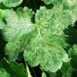 HERCULES CORAL BELLS 3 HERCULES CORAL BELLS -Deals Gardenith Store DETA2 5572