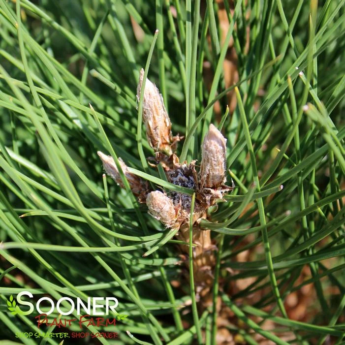 AUSTRIAN PINE 1 AUSTRIAN PINE