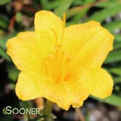 STELLA DE ORO DAYLILY -Deals Gardenith Store DETA2 569