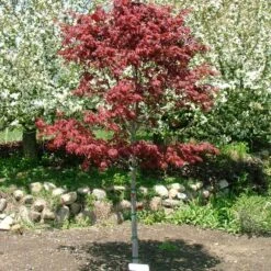 SAMURAI SWORD™ UPRIGHT JAPANESE MAPLE -Deals Gardenith Store DETA2 5799