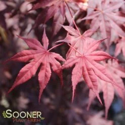 BLOODGOOD UPRIGHT JAPANESE MAPLE -Deals Gardenith Store DETA2 60