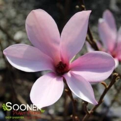 ANN MAGNOLIA -Deals Gardenith Store DETA2 686