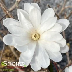 ROYAL STAR MAGNOLIA -Deals Gardenith Store DETA2 687