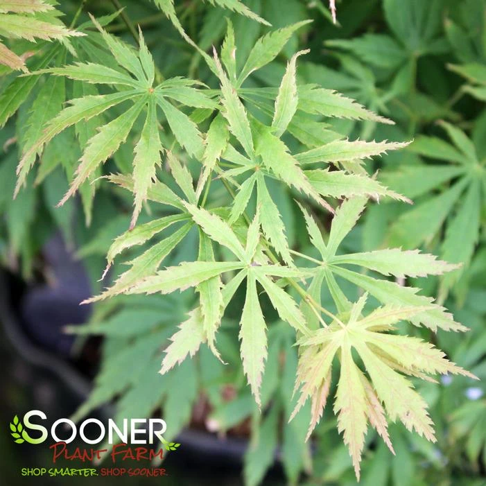 OMURA YAMA UPRIGHT JAPANESE MAPLE 1 OMURA YAMA UPRIGHT JAPANESE MAPLE