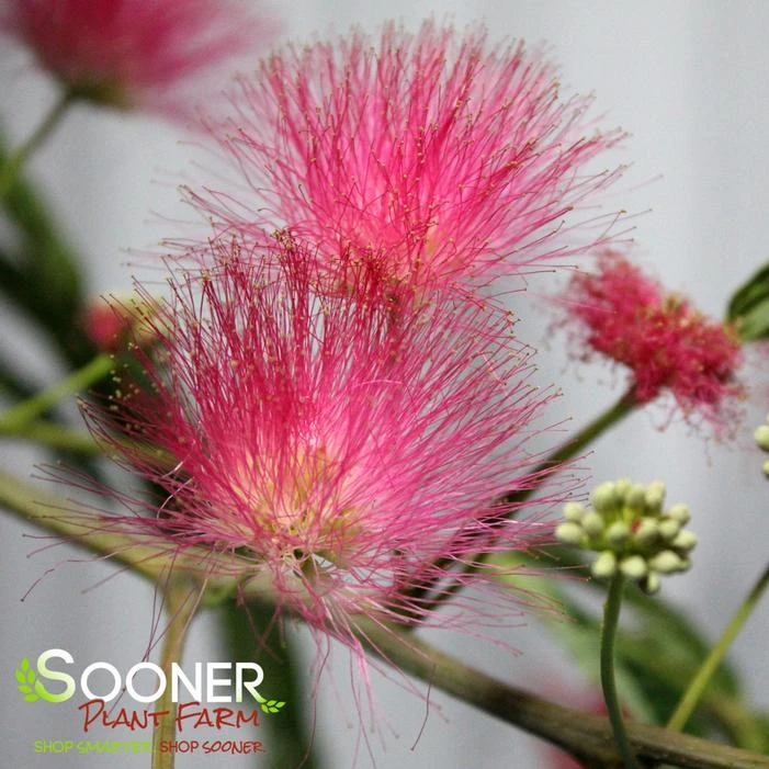 MIMOSA 2 MIMOSA - Image 2