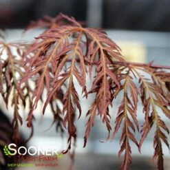 RED SELECT WEEPING JAPANESE MAPLE -Deals Gardenith Store DETA2 728