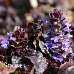 WALBERTON'S® BLACK SCALLOP AJUGA 7 WALBERTON'S® BLACK SCALLOP AJUGA -Deals Gardenith Store DETA2 816