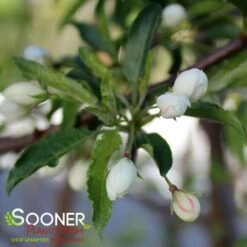 GOLDEN RAINDROPS® CRABAPPLE 7 GOLDEN RAINDROPS® CRABAPPLE -Deals Gardenith Store DETA3 1028