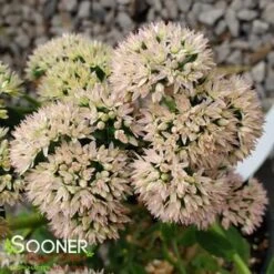AUTUMN JOY SEDUM -Deals Gardenith Store DETA3 1171