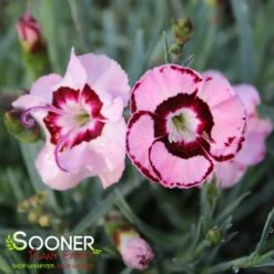 RASPBERRY SWIRL DIANTHUS -Deals Gardenith Store DETA3 1178