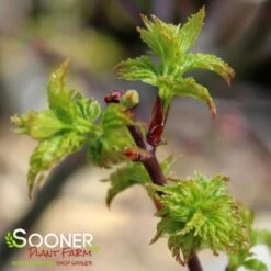 LION'S HEAD UPRIGHT JAPANESE MAPLE -Deals Gardenith Store DETA3 1199