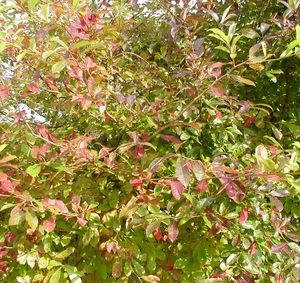 BLACKGUM 4 BLACKGUM - Image 4