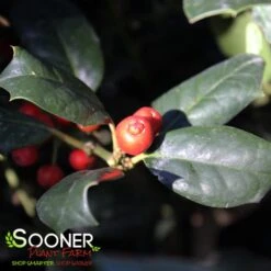 NELLIE R. STEVENS HOLLY -Deals Gardenith Store DETA3 1213