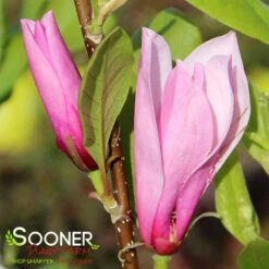 SAUCER MAGNOLIA -Deals Gardenith Store DETA3 1304