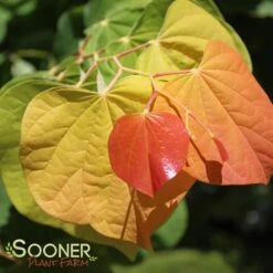 THE RISING SUN™ REDBUD -Deals Gardenith Store DETA3 1530