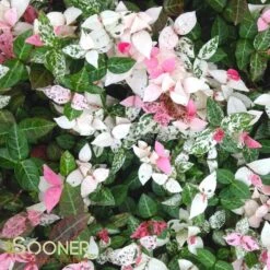 SNOW N SUMMER™ ASIATIC JASMINE -Deals Gardenith Store DETA3 1620