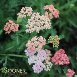 SUMMER PASTELS YARROW 9 SUMMER PASTELS YARROW -Deals Gardenith Store DETA3 1720