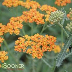 TERRA COTTA YARROW -Deals Gardenith Store DETA3 1721
