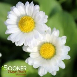 POMPONETTE ENGLISH DAISY MIX -Deals Gardenith Store DETA3 1732