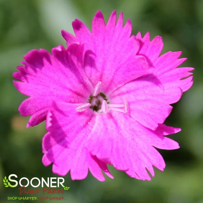 FIREWITCH DIANTHUS 1 FIREWITCH DIANTHUS