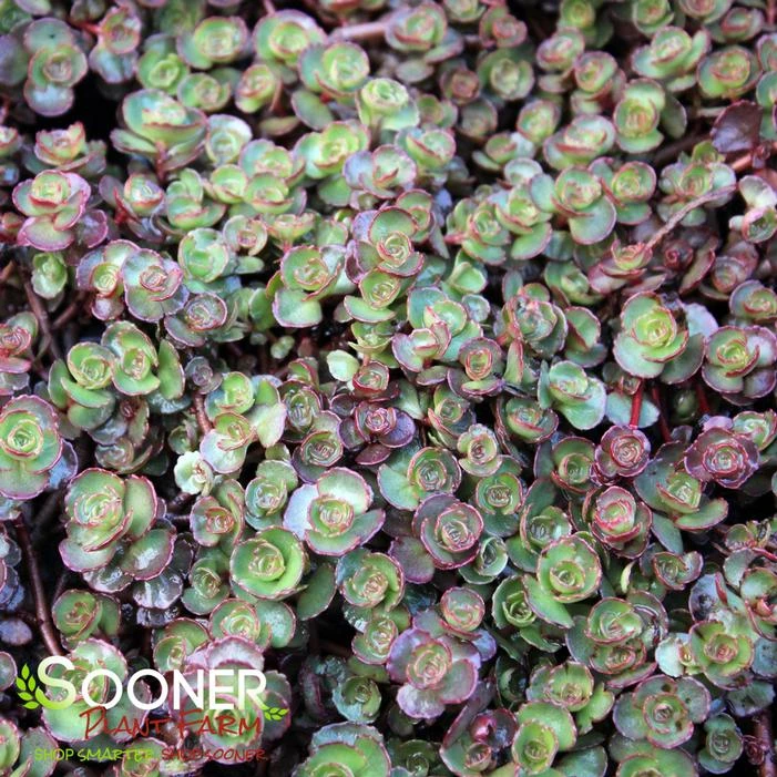 FULDAGLUT SEDUM 1 FULDAGLUT SEDUM