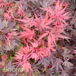 SHAINA DWARF UPRIGHT JAPANESE MAPLE -Deals Gardenith Store DETA3 1874
