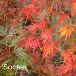 SEIRYU UPRIGHT JAPANESE MAPLE -Deals Gardenith Store DETA3 1875