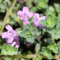 PINK CHINTZ CREEPING THYME 5 PINK CHINTZ CREEPING THYME -Deals Gardenith Store DETA3 1937