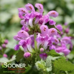 ORCHID FROST SPOTTED DEADNETTLE -Deals Gardenith Store DETA3 2047