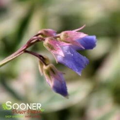 TOUCH OF CLASS JACOB'S LADDER 5 TOUCH OF CLASS JACOB'S LADDER -Deals Gardenith Store DETA3 2050