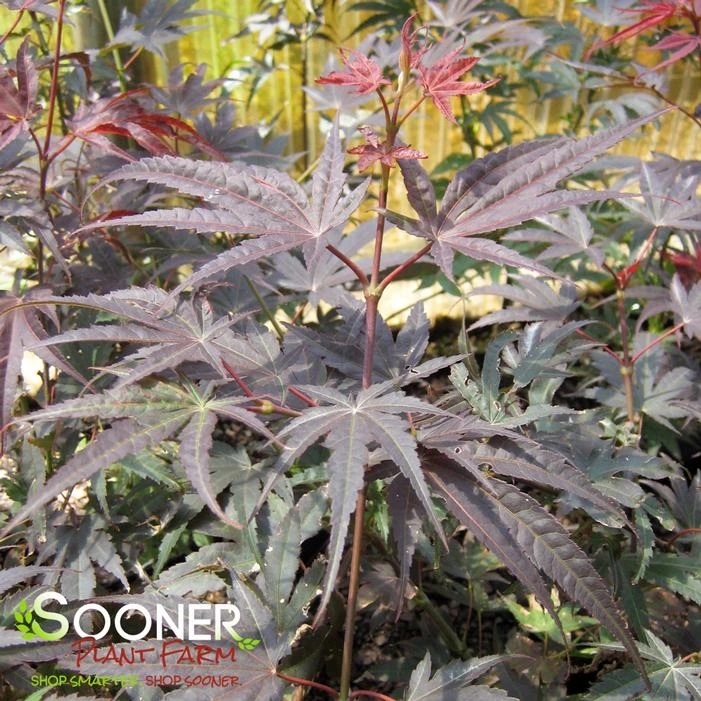 PIXIE UPRIGHT JAPANESE MAPLE 1 PIXIE UPRIGHT JAPANESE MAPLE