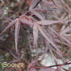 HUBB'S RED WILLOW UPRIGHT JAPANESE MAPLE -Deals Gardenith Store DETA3 2089