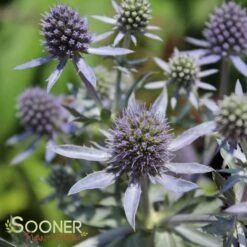 BLUE HOBBIT SEA HOLLY -Deals Gardenith Store DETA3 2113