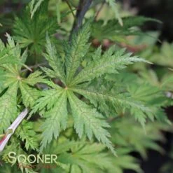 ARIADNE UPRIGHT JAPANESE MAPLE 8 ARIADNE UPRIGHT JAPANESE MAPLE -Deals Gardenith Store DETA3 2564