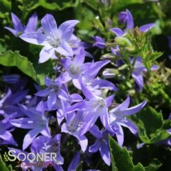 BLUE WATERFALL BELLFLOWER -Deals Gardenith Store DETA3 303