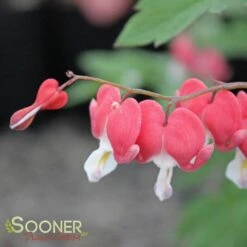 VALENTINE BLEEDING HEART -Deals Gardenith Store DETA3 3126