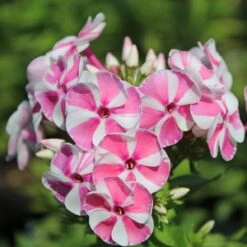 BAMBINI™ CANDY CRUSH GARDEN PHLOX -Deals Gardenith Store DETA3 3589