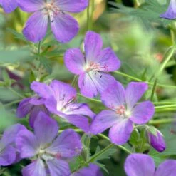 JOHNSON'S BLUE GERANIUM -Deals Gardenith Store DETA3 3593