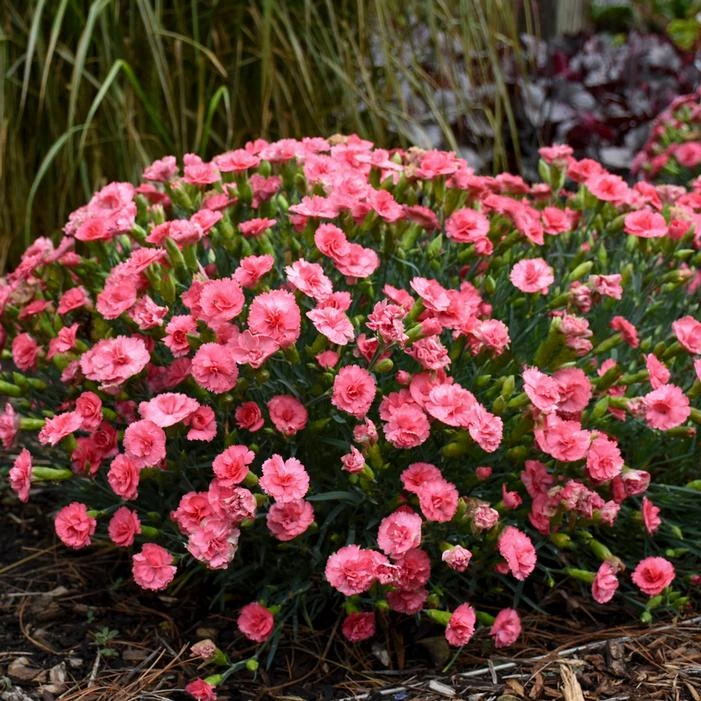 FRUIT PUNCH® CLASSIC CORAL DIANTHUS 1 FRUIT PUNCH® CLASSIC CORAL DIANTHUS