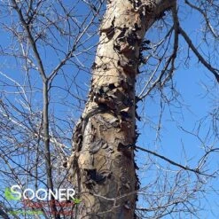 LACEBARK ELM -Deals Gardenith Store DETA3 3711