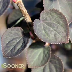 RED FOX KATSURA TREE -Deals Gardenith Store DETA3 3756