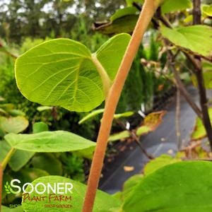 FRAGRANT SNOWBELL 3 FRAGRANT SNOWBELL - Image 3