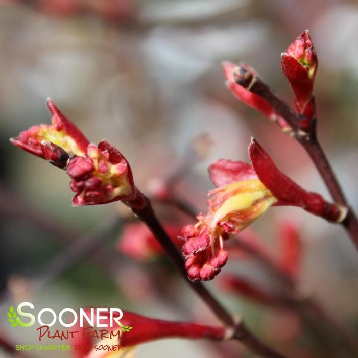 KATSURA NISHIKI UPRIGHT JAPANESE MAPLE 2 KATSURA NISHIKI UPRIGHT JAPANESE MAPLE - Image 2