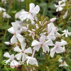 FASHIONABLY EARLY CRYSTAL GARDEN PHLOX -Deals Gardenith Store DETA3 3879