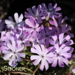 BEDAZZLED LAVENDER PHLOX -Deals Gardenith Store DETA3 3969