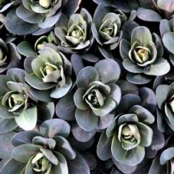 MARINA SEDUM -Deals Gardenith Store DETA3 4022
